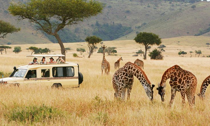 Kenya Safari Experience